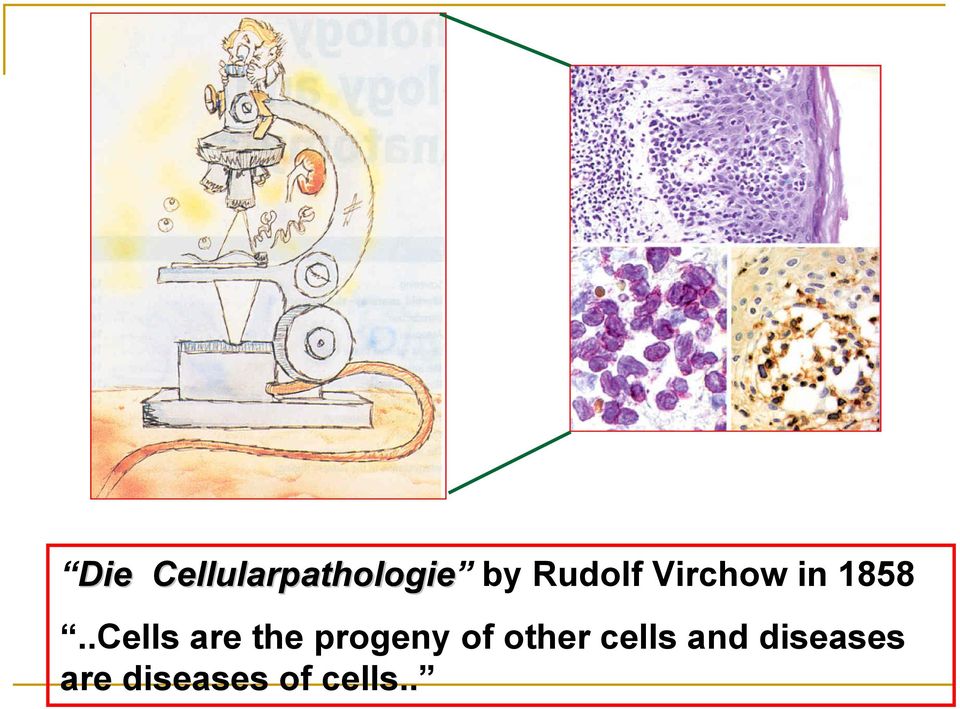 .Cells are the progeny of