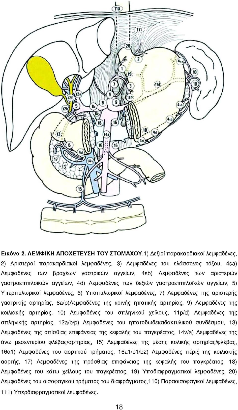 γαστροεπιπλοϊκών αγγείων, 4d) Λεμφαδένες των δεξιών γαστροεπιπλοϊκών αγγείων, 5) Υπερπυλωρικοί λεμφαδένες, 6) Υποπυλωρικοί λεμφαδένες, 7) Λεμφαδένες της αριστερής γαστρικής αρτηρίας, 8a/p)Λεμφαδένες