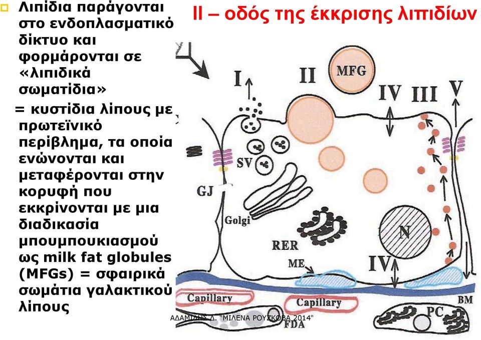μεταφέρονται στην κορυφή που εκκρίνονται με μια διαδικασία μπουμπουκιασμού ως
