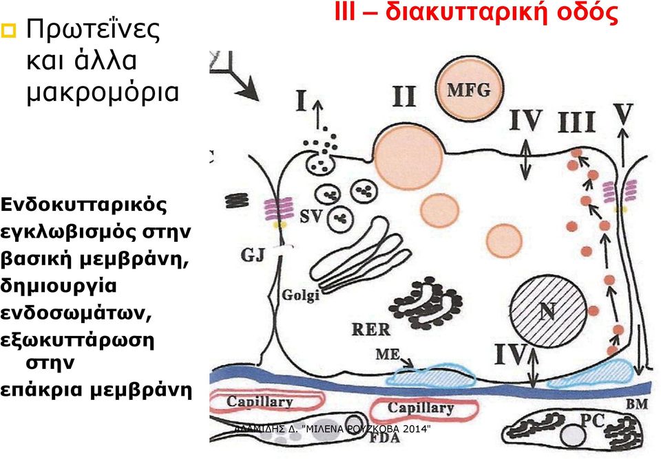 εγκλωβισμός στην βασική μεμβράνη,