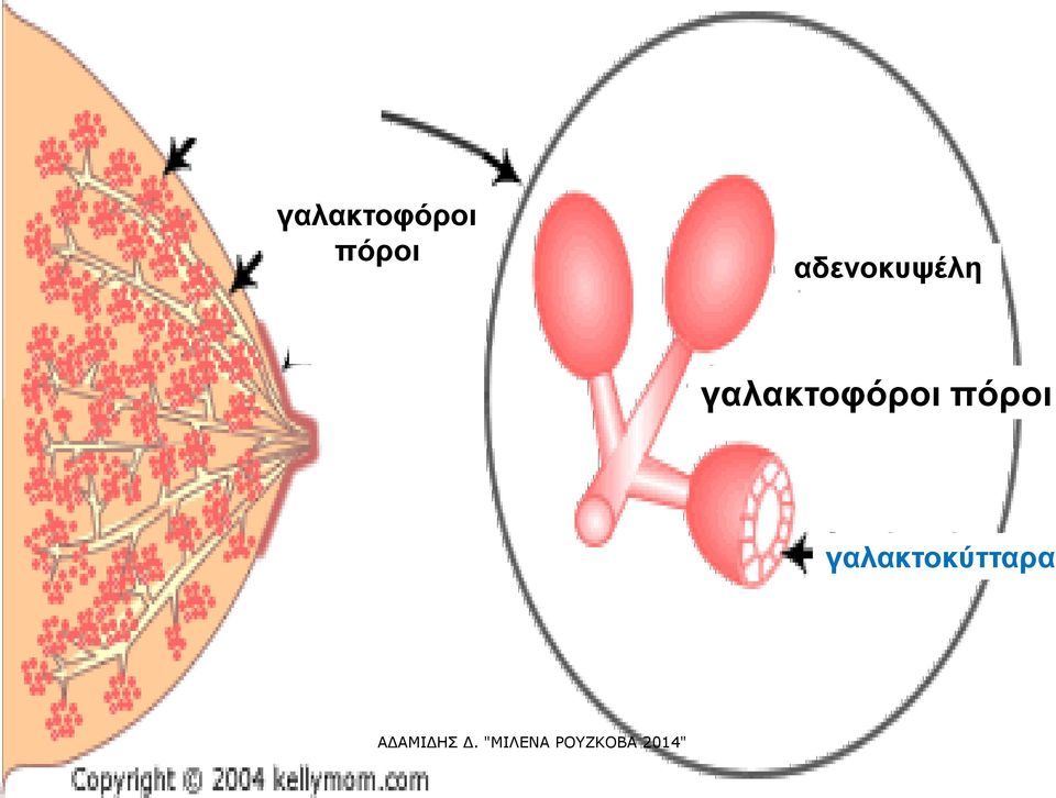αδενοκυψέλη  