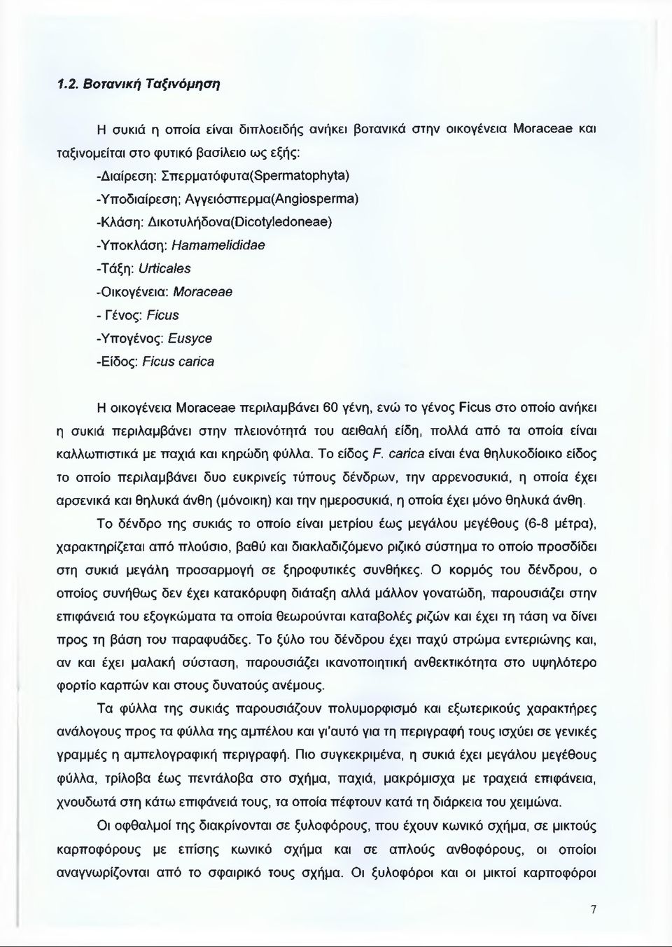 Moraceae περιλαμβάνει 60 γένη, ενώ το γένος Ficus στο οποίο ανήκει η συκιά περιλαμβάνει στην πλειονότητά του αειθαλή είδη, πολλά από τα οποία είναι καλλωπιστικά με παχιά και κηρώδη φύλλα. Το είδος F.