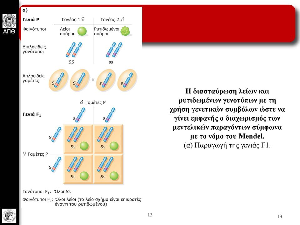 ο διαχωρισμός των μεντελικών παραγόντων σύμφωνα με