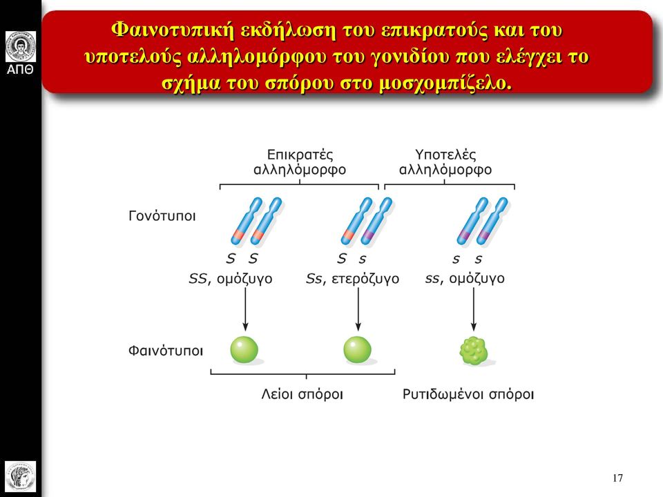 αλληλομόρφου του γονιδίου που