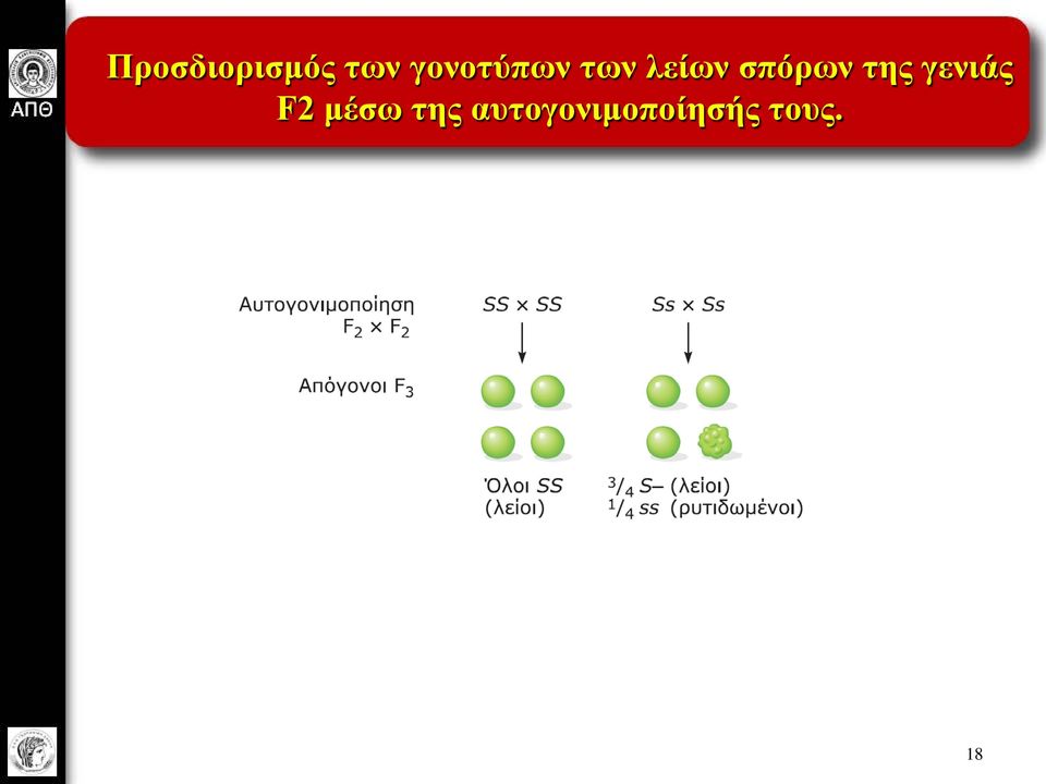 σπόρων της γενιάς F2