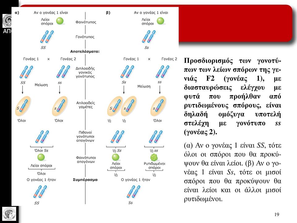 (γονέας 2). (α) Αν ο γονέας 1 είναι SS, τότε όλοι οι σπόροι που θα προκύψουν θα είναι λείοι.