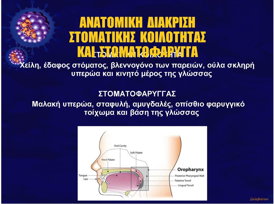 ούλα σκληρή υπερώα και κινητό µέρος της γλώσσας ΣΤΟΜΑΤΟΦΑΡΥΓΓΑΣ