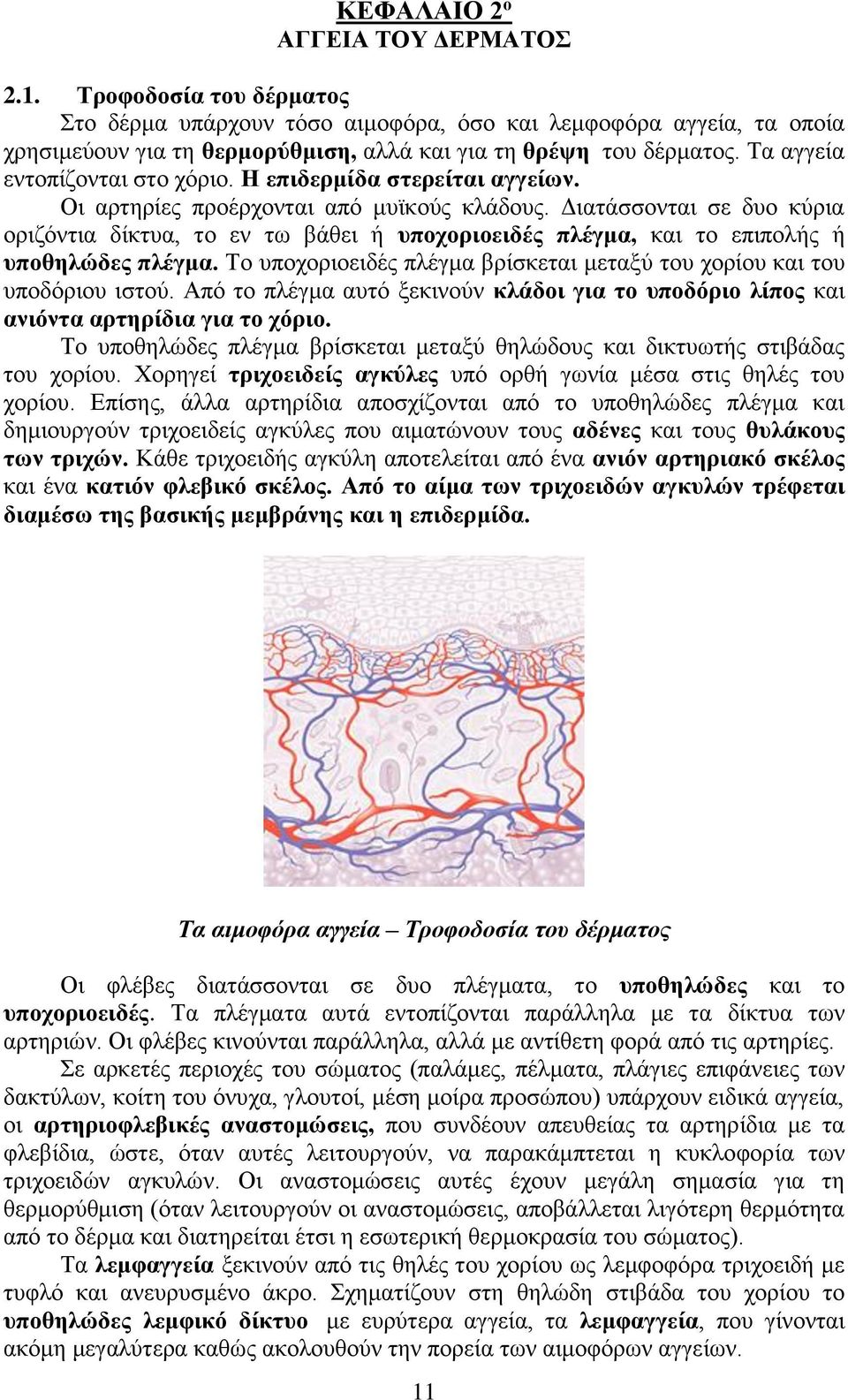 Διατάσσονται σε δυο κύρια οριζόντια δίκτυα, το εν τω βάθει ή υποχοριοειδές πλέγμα, και το επιπολής ή υποθηλώδες πλέγμα. Το υποχοριοειδές πλέγμα βρίσκεται μεταξύ του χορίου και του υποδόριου ιστού.