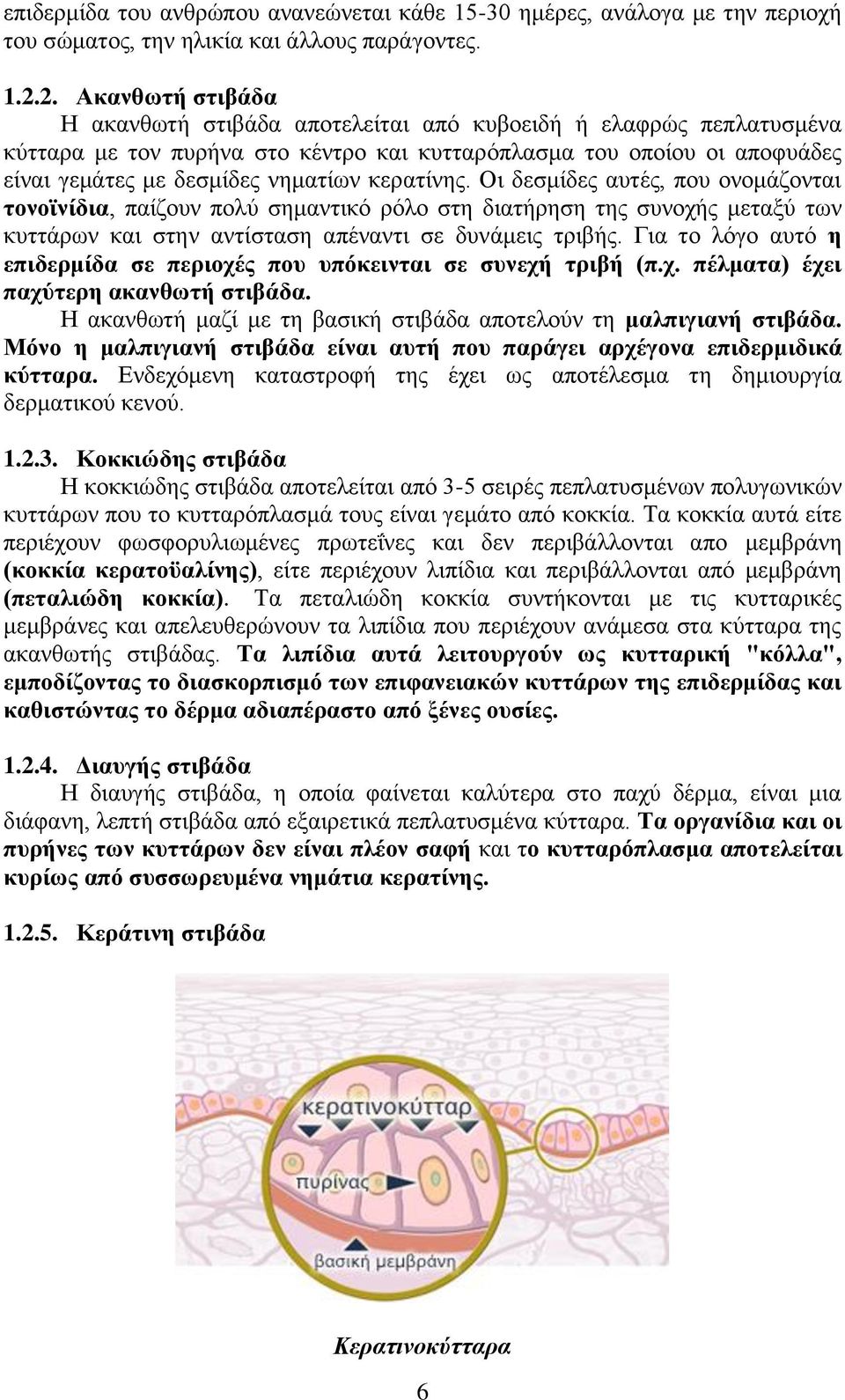 κερατίνης. Οι δεσμίδες αυτές, που ονομάζονται τονοϊνίδια, παίζουν πολύ σημαντικό ρόλο στη διατήρηση της συνοχής μεταξύ των κυττάρων και στην αντίσταση απέναντι σε δυνάμεις τριβής.
