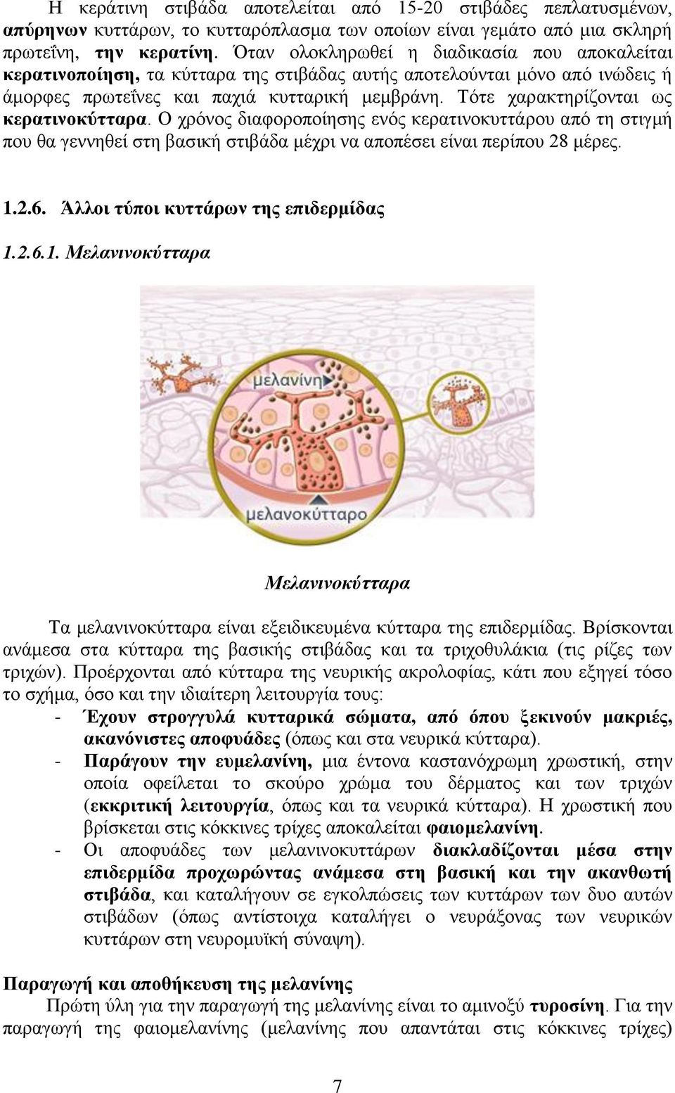 Τότε χαρακτηρίζονται ως κερατινοκύτταρα. Ο χρόνος διαφοροποίησης ενός κερατινοκυττάρου από τη στιγμή που θα γεννηθεί στη βασική στιβάδα μέχρι να αποπέσει είναι περίπου 28 μέρες. 1.2.6.