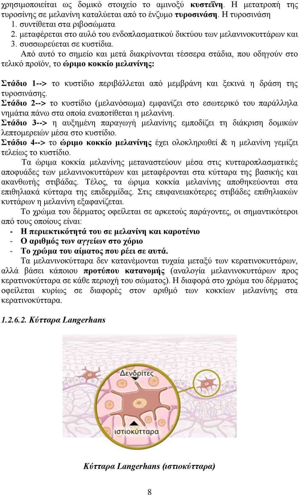 Από αυτό το σημείο και μετά διακρίνονται τέσσερα στάδια, που οδηγούν στο τελικό προϊόν, το ώριμο κοκκίο μελανίνης: Στάδιο 1--> το κυστίδιο περιβάλλεται από μεμβράνη και ξεκινά η δράση της τυροσινάσης.
