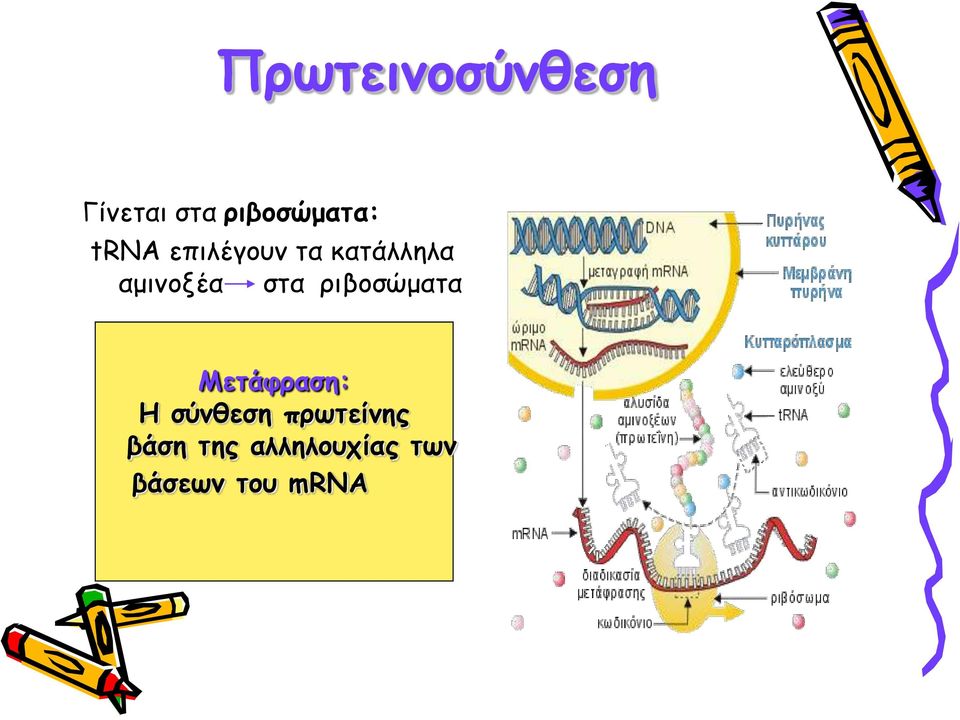 ριβοσώματα Μετάφραση: Η σύνθεση