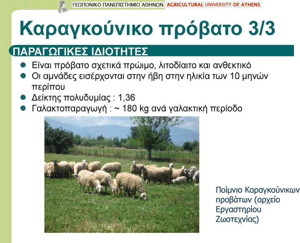 ηλικία των 10 μηνών περίπου Δείκτης πολυδυμίας : 1,36 Γαλακτοπαραγωγή : ~