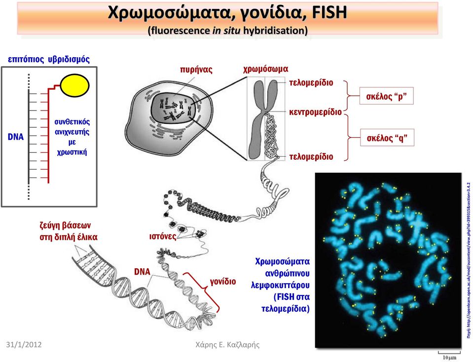 βάσεων στη διπλή έλικα DNA ιστόνες γονίδιο Χρωμοσώματα ανθρώπινου λεμφοκυττάρου (FISH στα τελομερίδια)