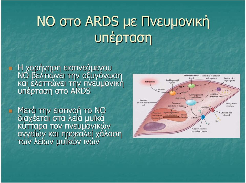 στο ARDS Μετά την εισπνοή το ΝΟ διαχέεται στα λεία µυϊκά