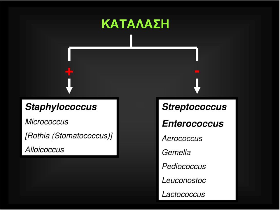 Streptococcus Enterococcus Aerococcus