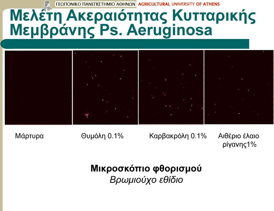 Aeruginosa Μάρτυρα Θυμόλη 0.