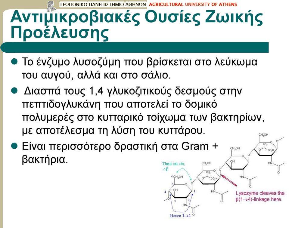 Διασπά τους 1,4 γλυκοζιτικούς δεσμούς στην πεπτιδογλυκάνη που αποτελεί το δομικό