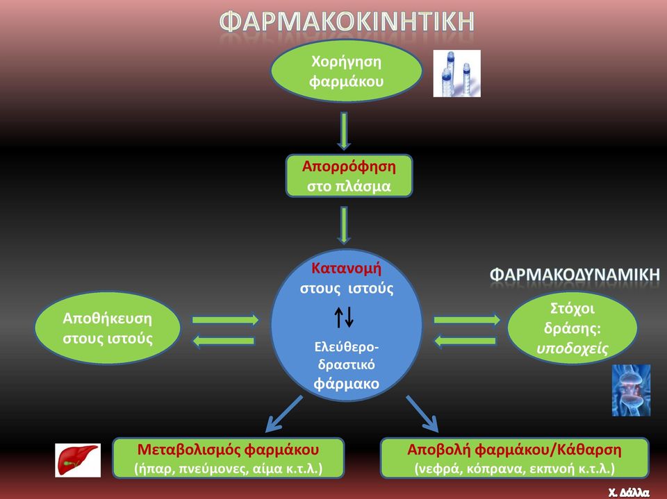 δράσης: υποδοχείς Μεταβολισμός φαρμάκου (ήπαρ, πνεύμονες,