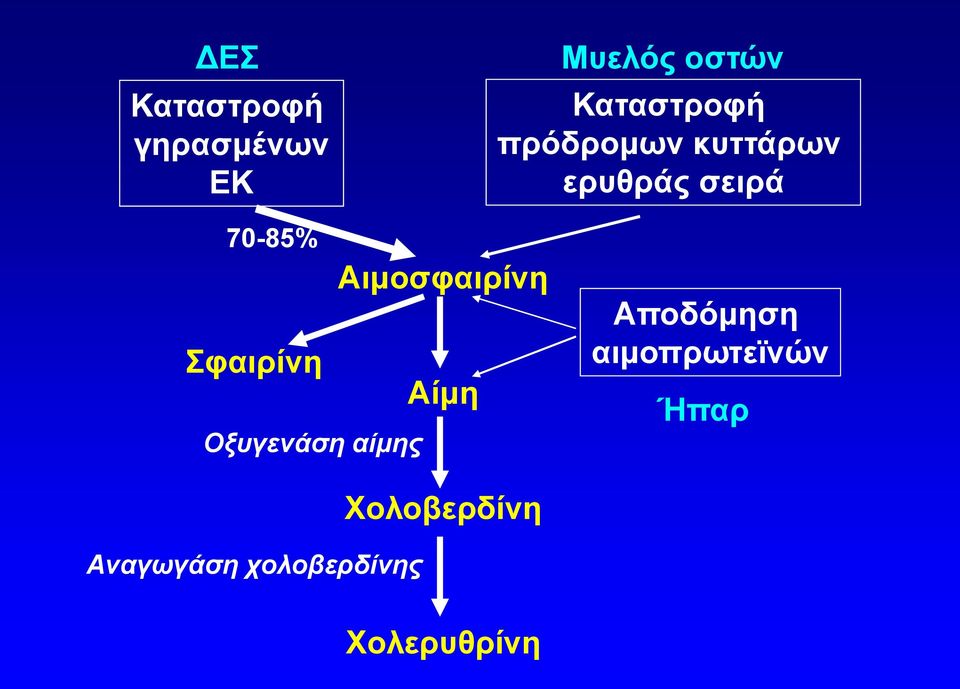 Οξυγενάση αίμης Αιμοσφαιρίνη Αίμη Αποδόμηση