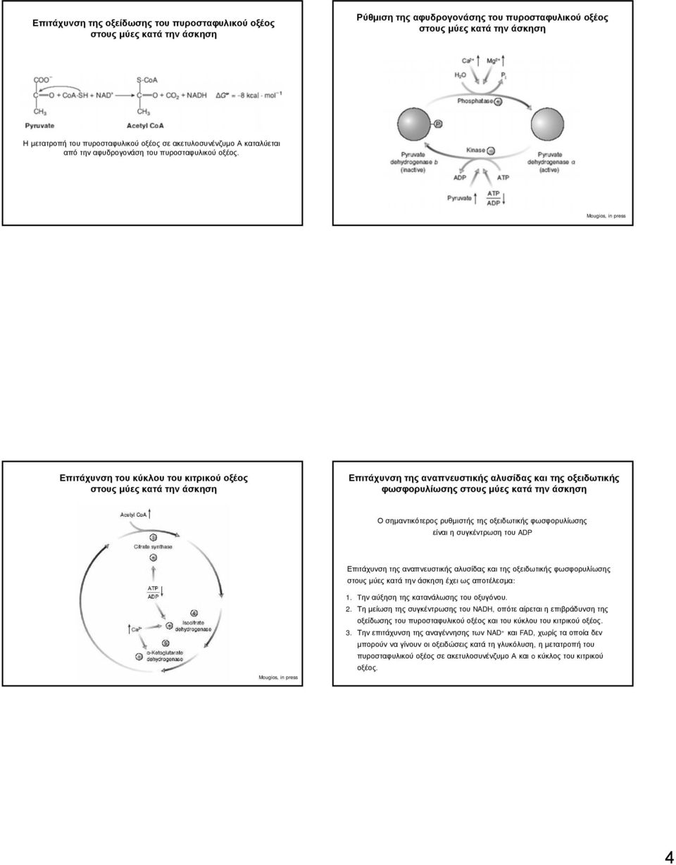 Επιτάχυνση του κύκλου του κιτρικού οξέος στους μύες κατά την άσκηση Επιτάχυνση της αναπνευστικής αλυσίδας και της οξειδωτικής φωσφορυλίωσης στους μύες κατά την άσκηση Ο σημαντικότερος ρυθμιστής της