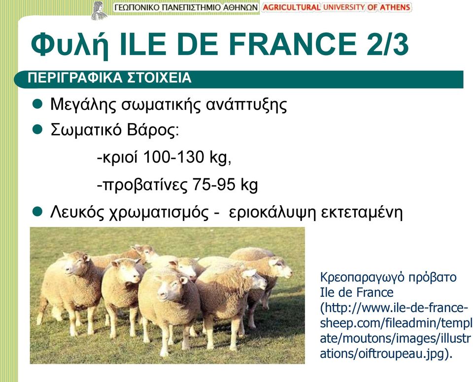 εριοκάλυψη εκτεταμένη Κρεοπαραγωγό πρόβατο Ile de France (http://www.