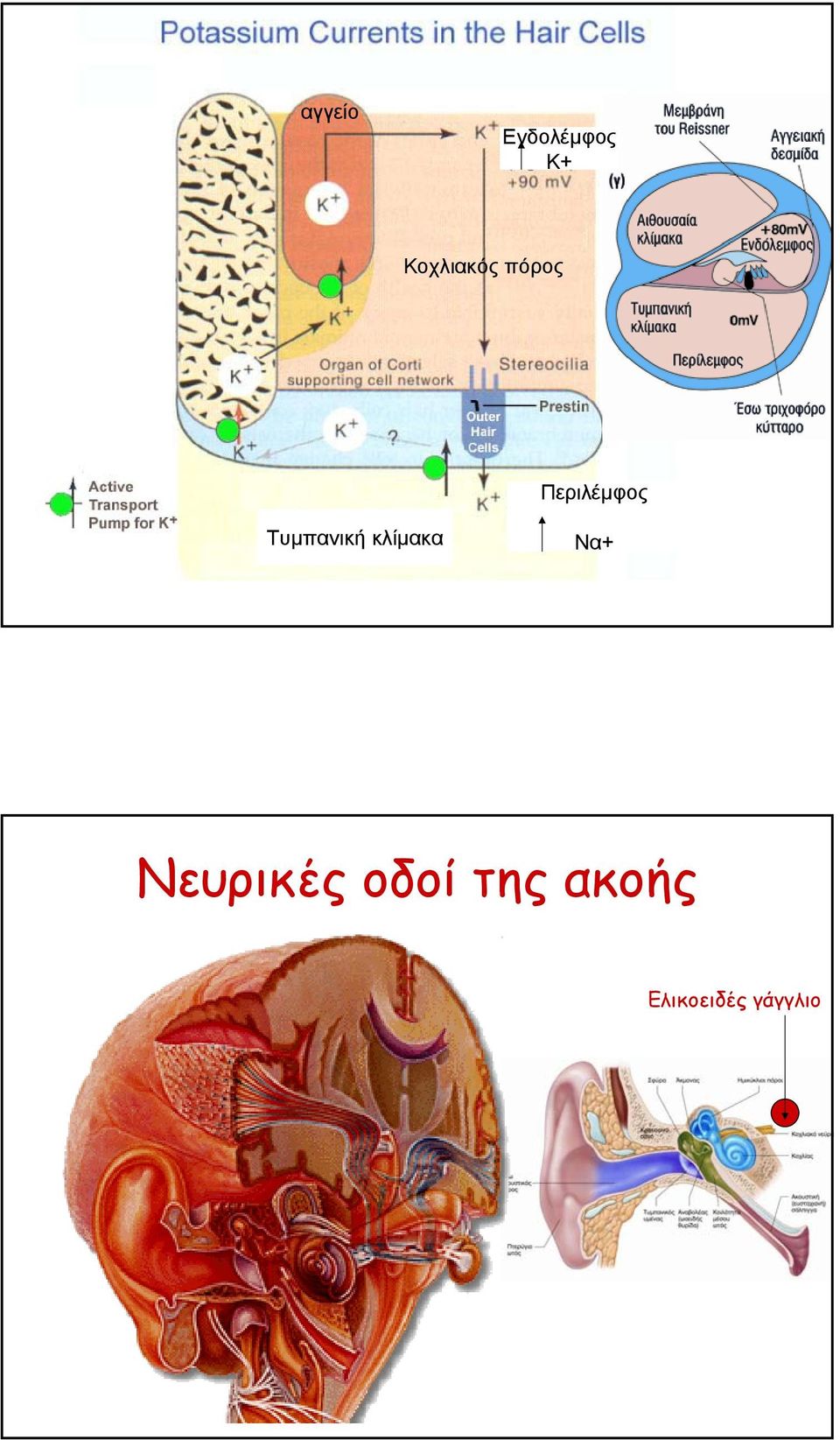 Τυµπανική κλίµακα Να+