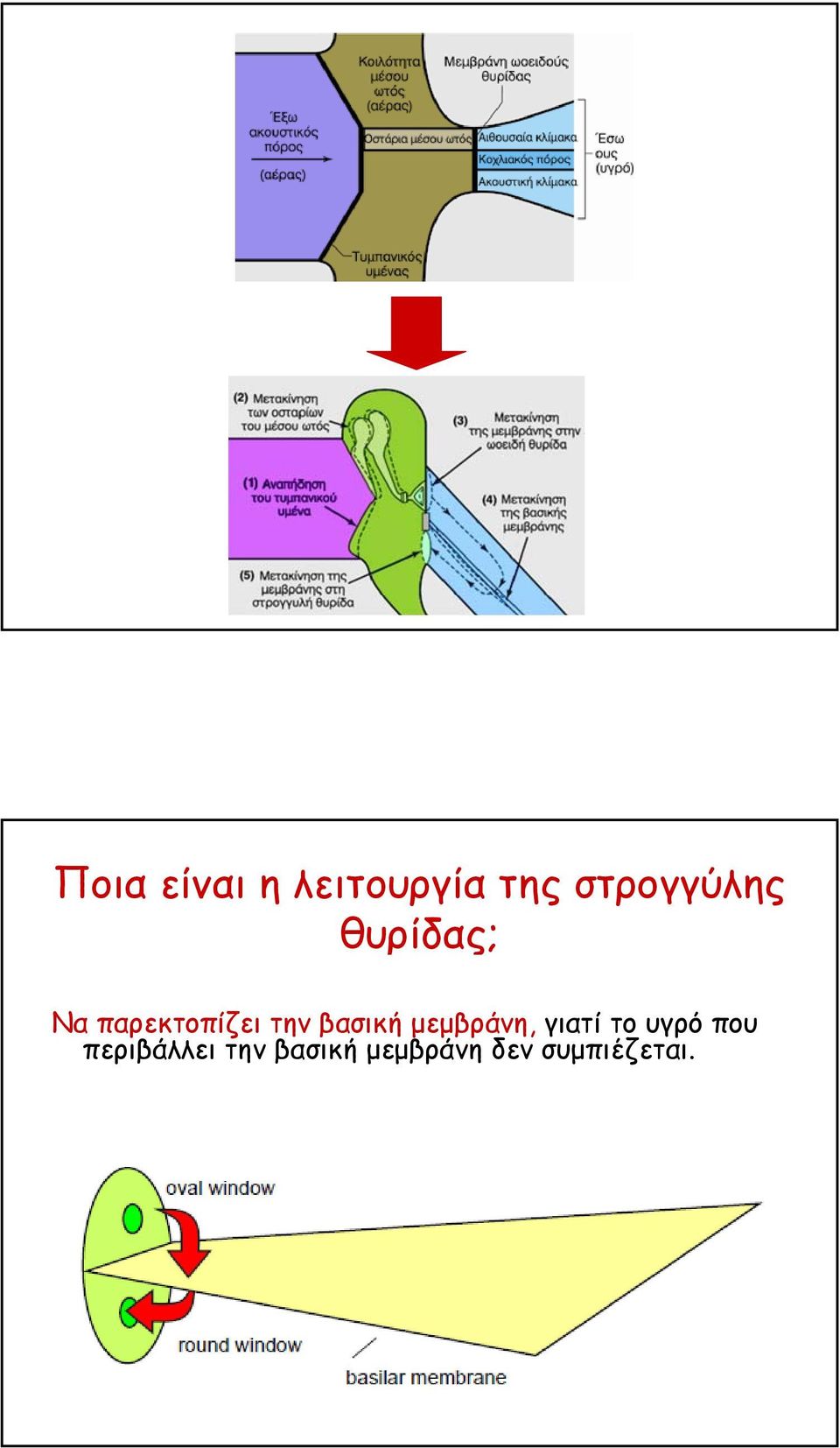 την βασική µεµβράνη, γιατί το υγρό