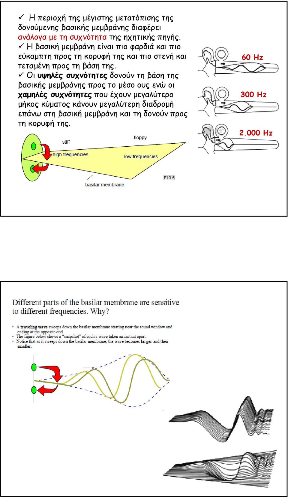 Οι υψηλές συχνότητες δονούν τη βάση της βασικής µεµβράνης προς το µέσο ους ενώ οι χαµηλές συχνότητες που έχουν