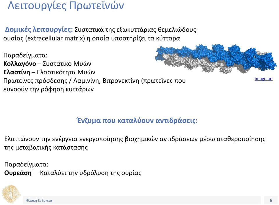 Βιτρονεκτίνη (πρωτεϊνες που ευνοούν την ρόφηση κυττάρων Ένζυμα που καταλύουν αντιδράσεις: Ελαττώνουν την ενέργεια