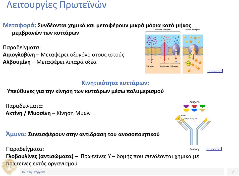 για την κίνηση των κυττάρων μέσω πολυμερισμού Παραδείγματα: Ακτίνη / Μυοσίνη Κίνηση Μυών Άμυνα: Συνεισφέρουν στην