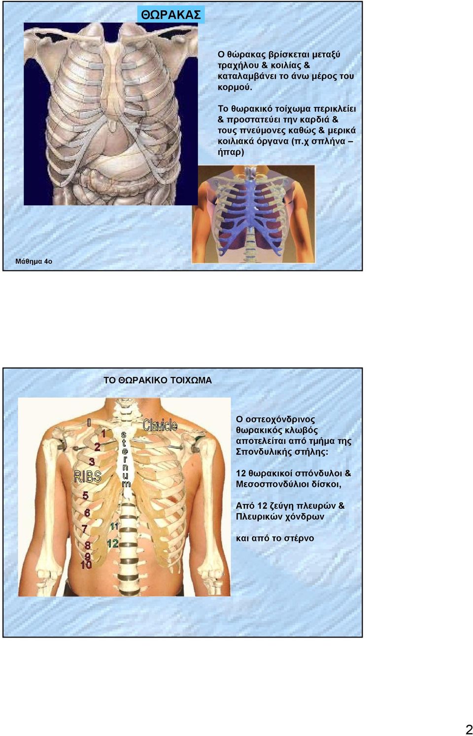 χ σπλήνα ήπαρ) Μάθημα 4ο ΤΟ ΘΩΡΑΚΙΚΟ ΤΟΙΧΩΜΑ Ο οστεοχόνδρινος θωρακικός κλωβός αποτελείται από τμήμα της