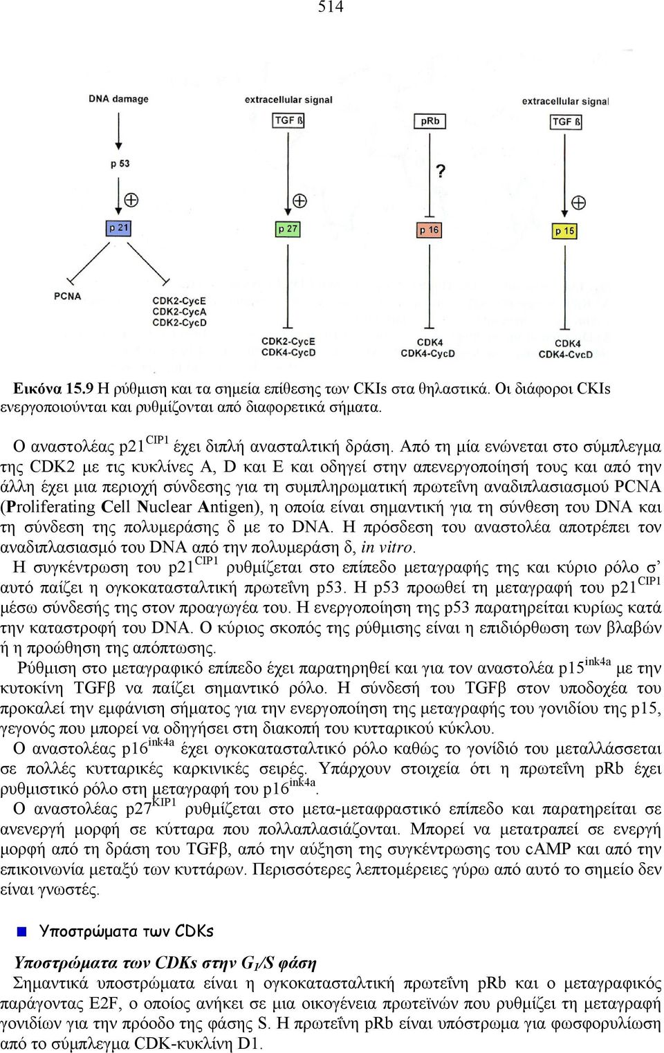 PCNA (Proliferating Cell Nuclear Antigen), η οποία είναι σημαντική για τη σύνθεση του DNA και τη σύνδεση της πολυμεράσης δ με το DNA.