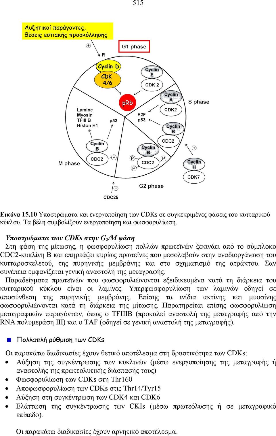 Υποστρώματα των CDKs στην G 2 /Μ φάση Στη φάση της μίτωσης, η φωσφορυλίωση πολλών πρωτεϊνών ξεκινάει από το σύμπλοκο CDC2-κυκλίνη B και επηρεάζει κυρίως πρωτεΐνες που μεσολαβούν στην αναδιοργάνωση