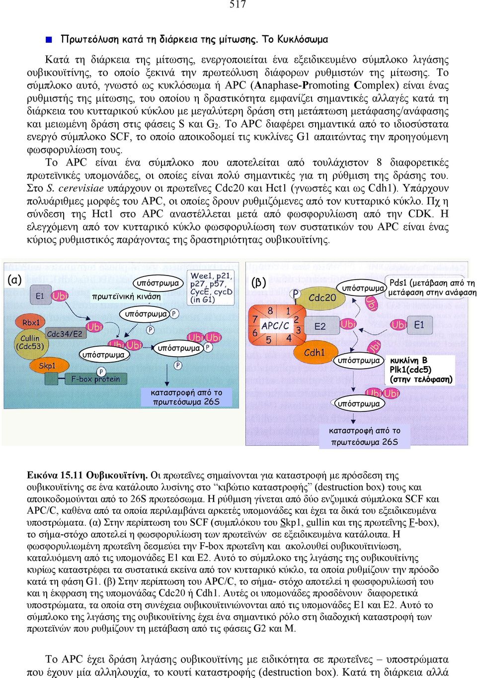 Το σύμπλοκο αυτό, γνωστό ως κυκλόσωμα ή APC (Anaphase-Promoting Complex) είναι ένας ρυθμιστής της μίτωσης, του οποίου η δραστικότητα εμφανίζει σημαντικές αλλαγές κατά τη διάρκεια του κυτταρικού