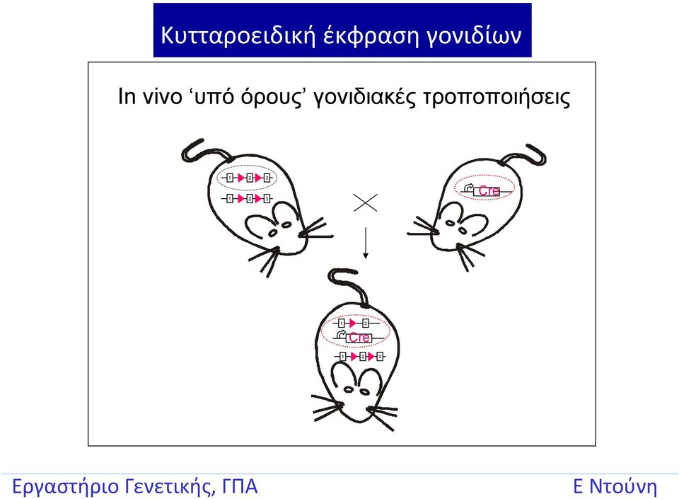 όρους γονιδιακές