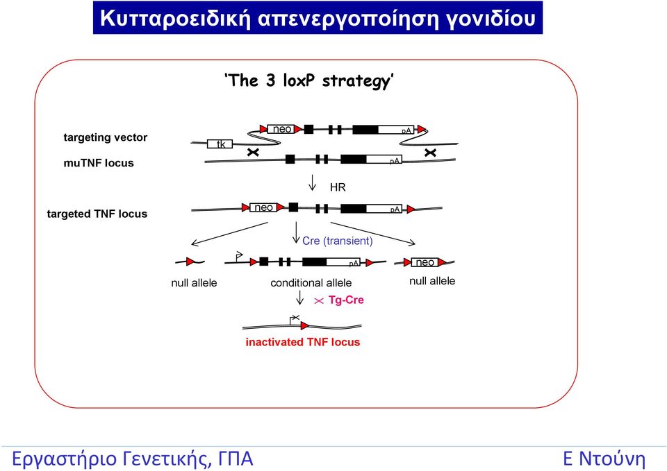 targeted TNF locus neo pa null allele Cre (transient)