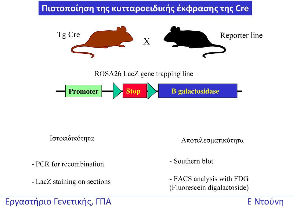 Ιστοειδικότητα Αποτελεσματικότητα - PCR for recombination - LacZ