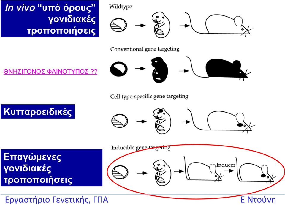 ΦΑΙΝΟΤΥΠΟΣ?
