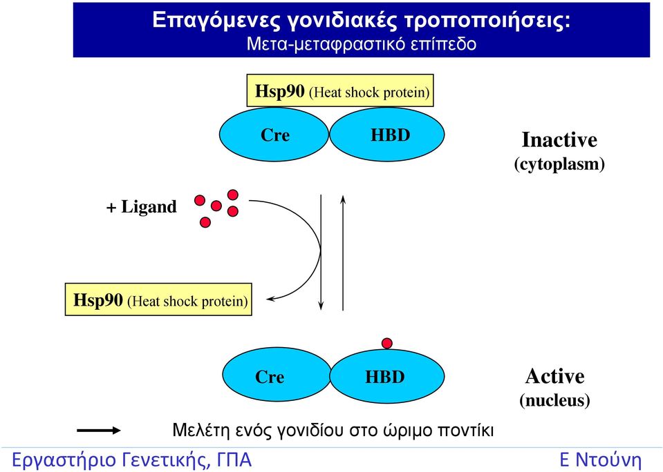 (cytoplasm) + Ligand Hsp90 (Heat shock protein) Cre