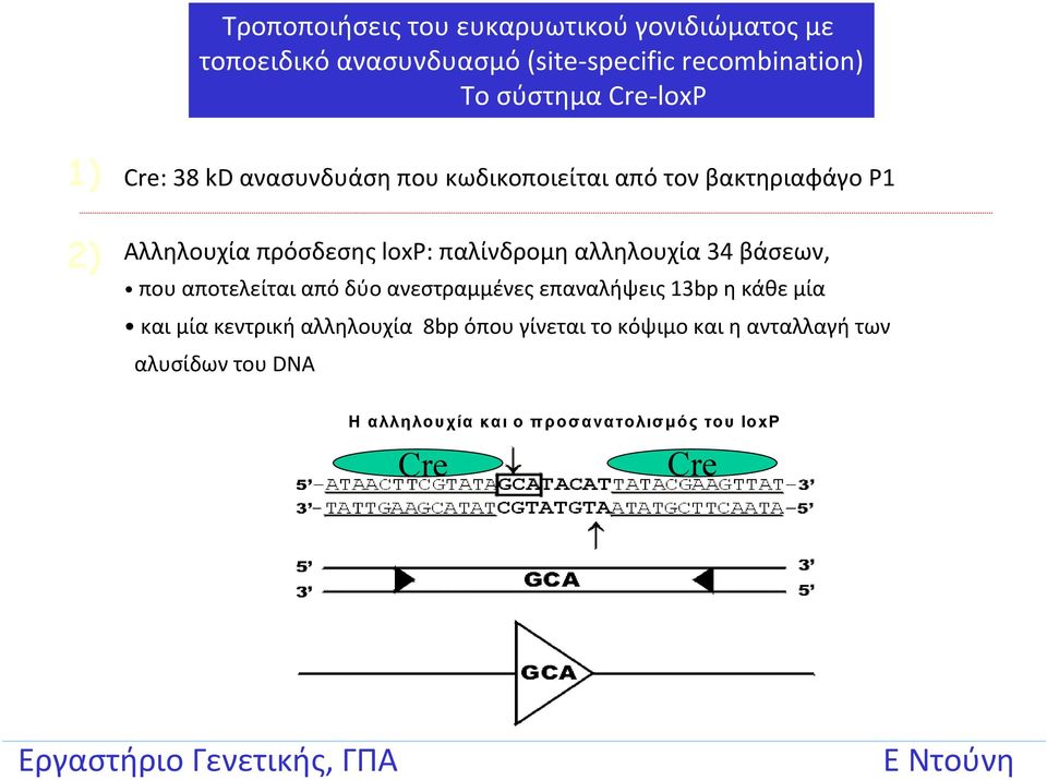 παλίνδρομη αλληλουχία 34 βάσεων, που αποτελείται από δύο ανεστραμμένες επαναλήψεις 13bp ηκάθεμία και μία κεντρική