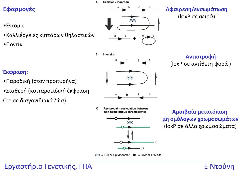 διαγονιδιακά ζώα) Αφαίρεση/ενσωμάτωση (loxp σε σειρά) Αντιστροφή (loxp