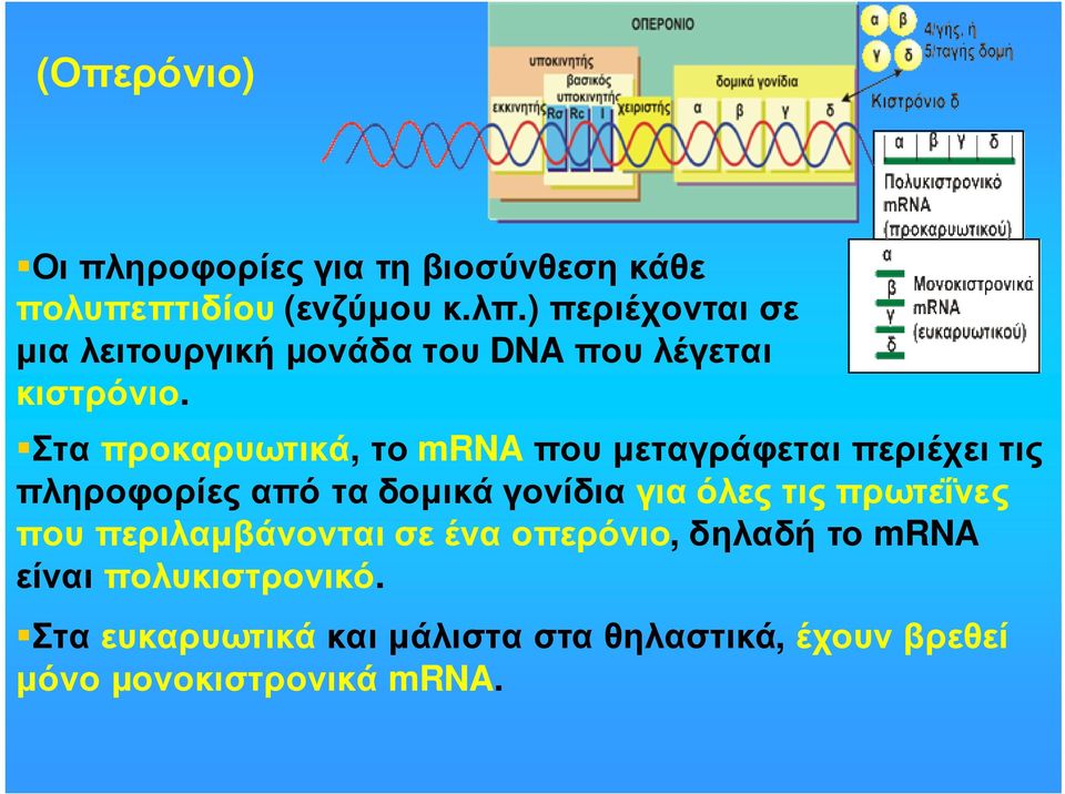Στα προκαρυωτικά, το mrna που µεταγράφεται περιέχει τις πληροφορίες από τα δοµικά γονίδια για όλες τις