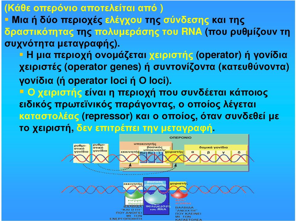 Η µια περιοχή ονοµάζεται χειριστής (operator) ή γovίδια χειριστές (operator genes) ήσυvτovίζovτα (κατευθύvovτα) γovίδια (ή