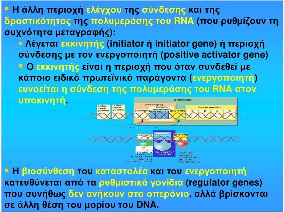 κάποιοειδικόπρωτεϊνικόπαράγοντα (ενεργοποιητή) ευνοείται η σύνδεση της πολυµεράσης του RNA στον υποκινητή.