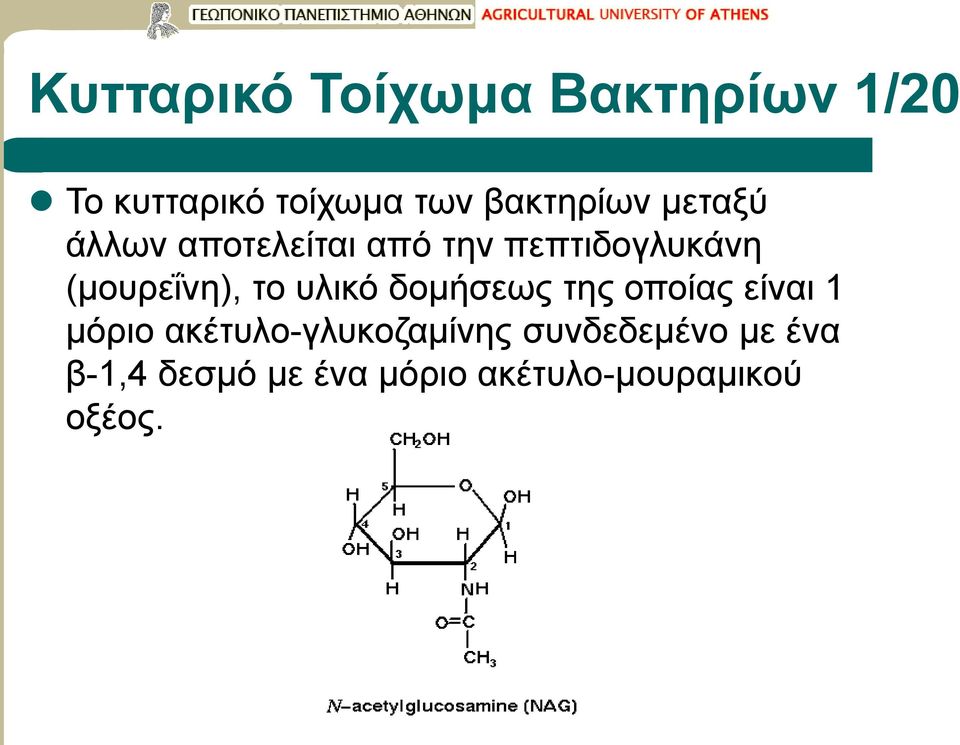 (μουρεΐνη), το υλικό δομήσεως της οποίας είναι 1 μόριο