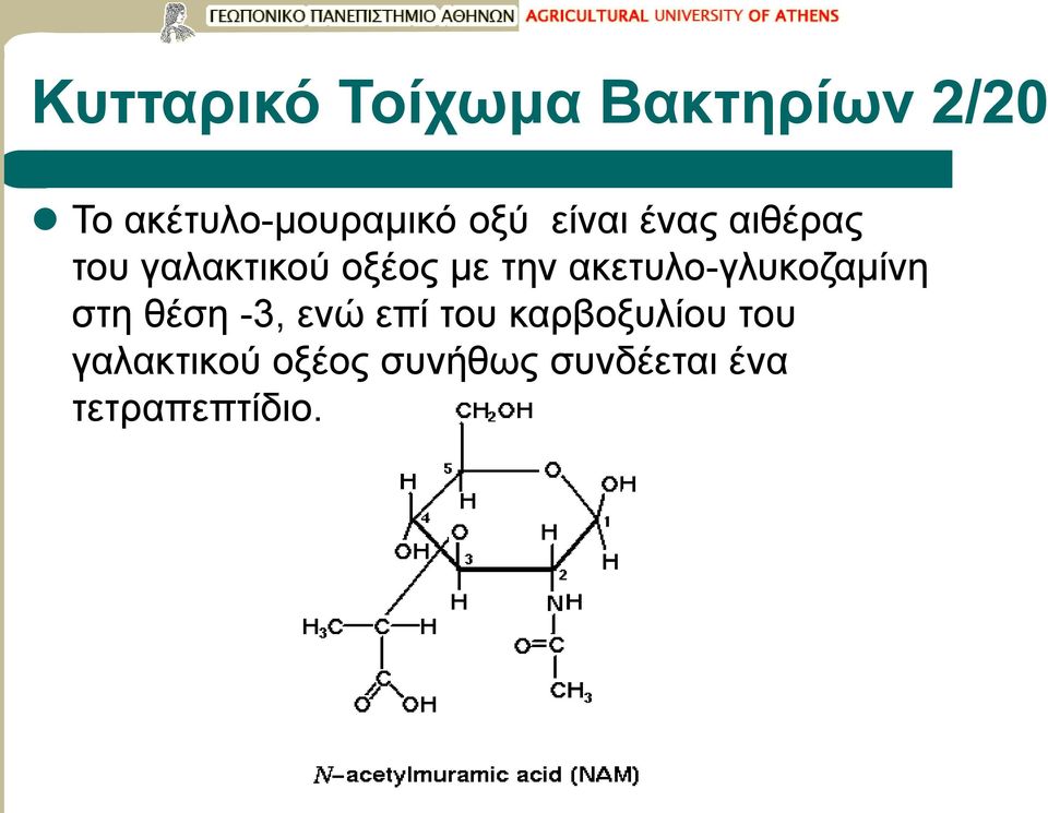 ακετυλο-γλυκοζαμίνη στη θέση -3, ενώ επί του