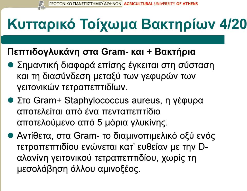 Στο Gram+ Staphylococcus aureus, η γέφυρα αποτελείται από ένα πενταπεπτίδιο αποτελούμενο από 5 μόρια γλυκίνης.