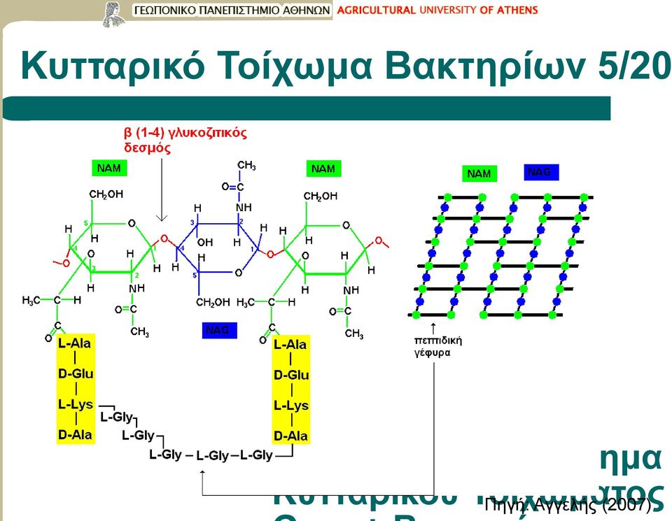 Γενικευμένο Σκαρίφημα