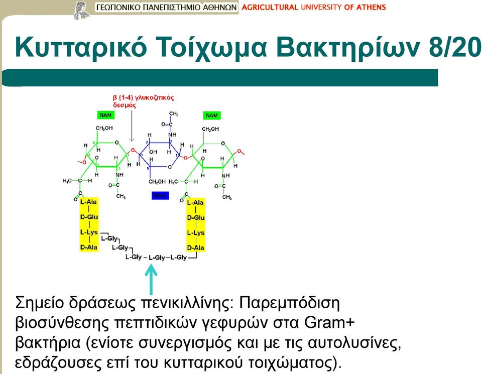 γεφυρών στα Gram+ βακτήρια (ενίοτε συνεργισμός και